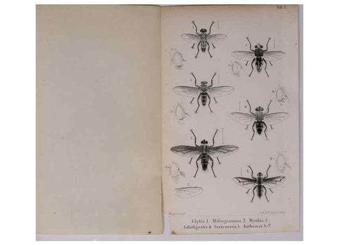Reproducción/Reproduction 48641484128: Diptères exotiques nouveaux ou peu connus. Paris :Roret,1838-[43]. 