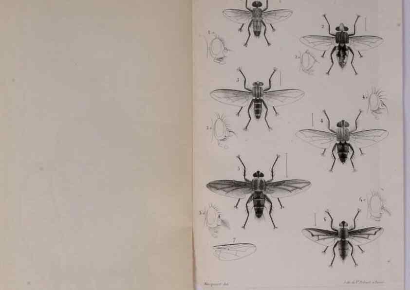 Reproducción/Reproduction 48641484128: Diptères exotiques nouveaux ou peu connus. Paris :Roret,1838-[43]. 