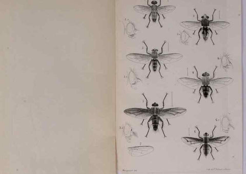 Reproducción/Reproduction 48641484128: Diptères exotiques nouveaux ou peu connus. Paris :Roret,1838-[43]. 