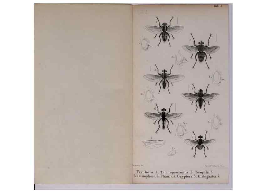 Reproducción/Reproduction 48641484343: Diptères exotiques nouveaux ou peu connus. Paris :Roret,1838-[43]. 