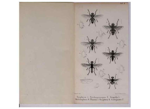 Reproducción/Reproduction 48641484343: Diptères exotiques nouveaux ou peu connus. Paris :Roret,1838-[43]. 