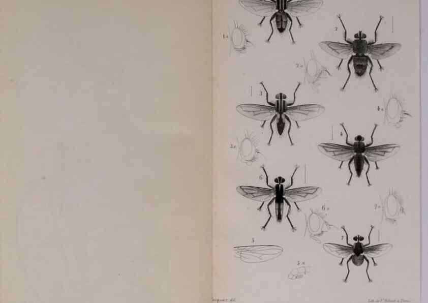 Reproducción/Reproduction 48641484343: Diptères exotiques nouveaux ou peu connus. Paris :Roret,1838-[43]. 
