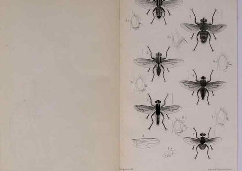 Reproducción/Reproduction 48641484343: Diptères exotiques nouveaux ou peu connus. Paris :Roret,1838-[43]. 