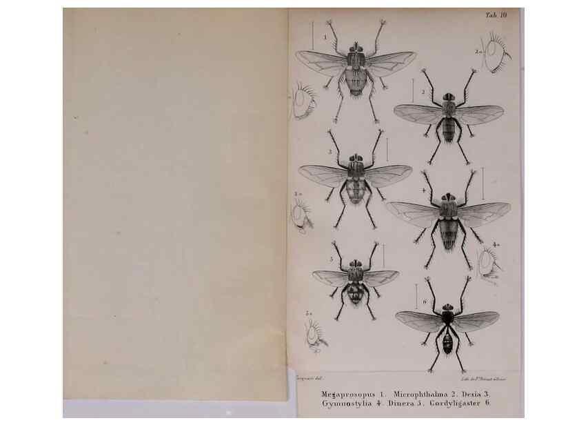 Reproducción/Reproduction 48641484888: Diptères exotiques nouveaux ou peu connus. Paris :Roret,1838-[43]. 