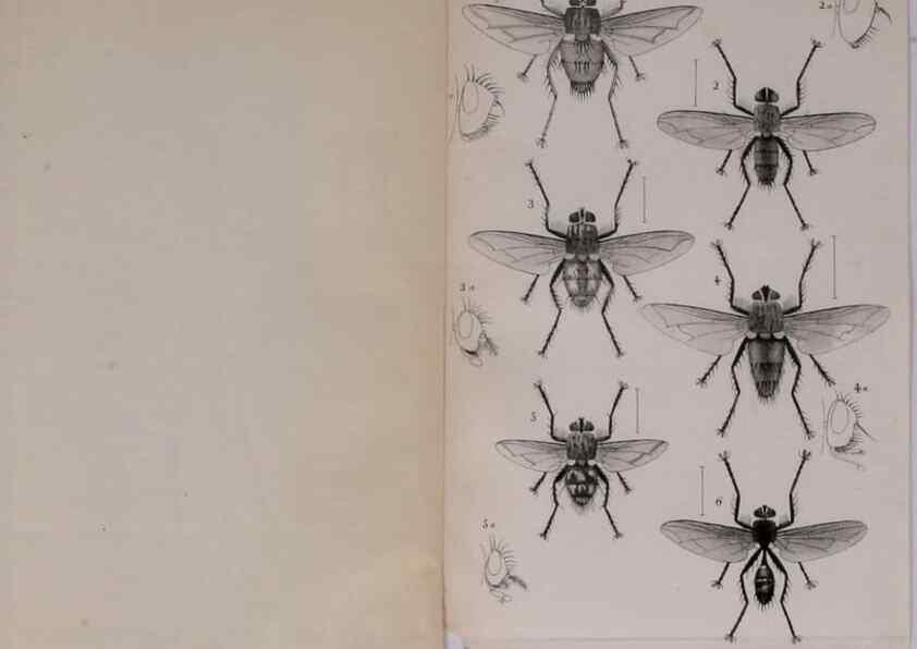 Reproducción/Reproduction 48641484888: Diptères exotiques nouveaux ou peu connus. Paris :Roret,1838-[43]. 