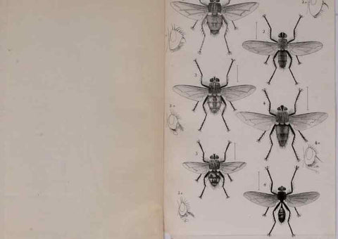 Reproducción/Reproduction 48641484888: Diptères exotiques nouveaux ou peu connus. Paris :Roret,1838-[43]. 