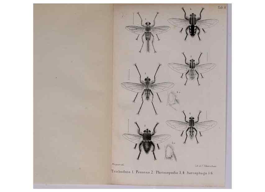 Reproducción/Reproduction 48641485118: Diptères exotiques nouveaux ou peu connus. Paris :Roret,1838-[43]. 
