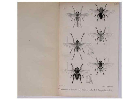 Reproducción/Reproduction 48641485118: Diptères exotiques nouveaux ou peu connus. Paris :Roret,1838-[43]. 
