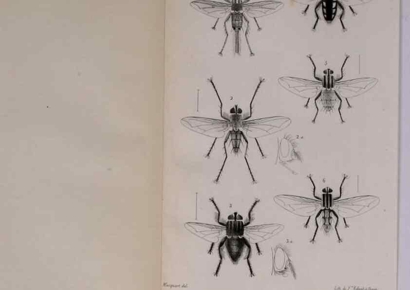 Reproducción/Reproduction 48641485118: Diptères exotiques nouveaux ou peu connus. Paris :Roret,1838-[43]. 