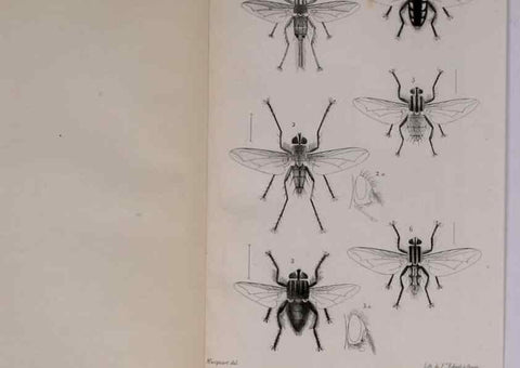 Reproducción/Reproduction 48641485118: Diptères exotiques nouveaux ou peu connus. Paris :Roret,1838-[43]. 