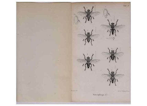 Reproducción/Reproduction 48641485398: Diptères exotiques nouveaux ou peu connus. Paris :Roret,1838-[43]. 