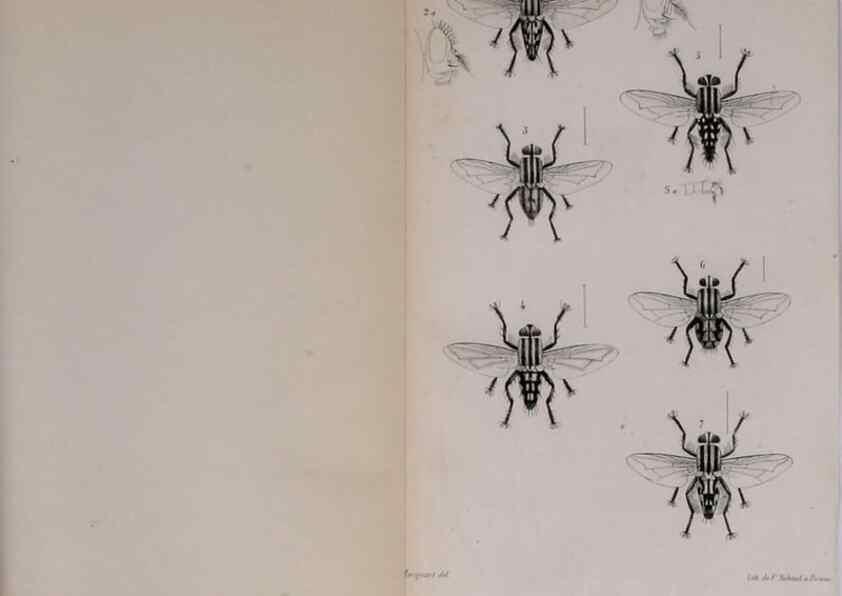 Reproducción/Reproduction 48641485398: Diptères exotiques nouveaux ou peu connus. Paris :Roret,1838-[43]. 