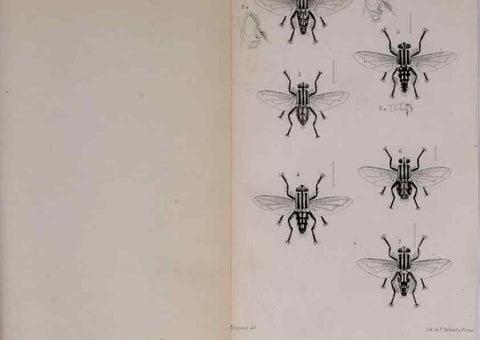 Reproducción/Reproduction 48641485398: Diptères exotiques nouveaux ou peu connus. Paris :Roret,1838-[43]. 