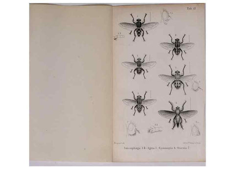 Reproducción/Reproduction 48641980097: Diptères exotiques nouveaux ou peu connus. Paris :Roret,1838-[43]. 
