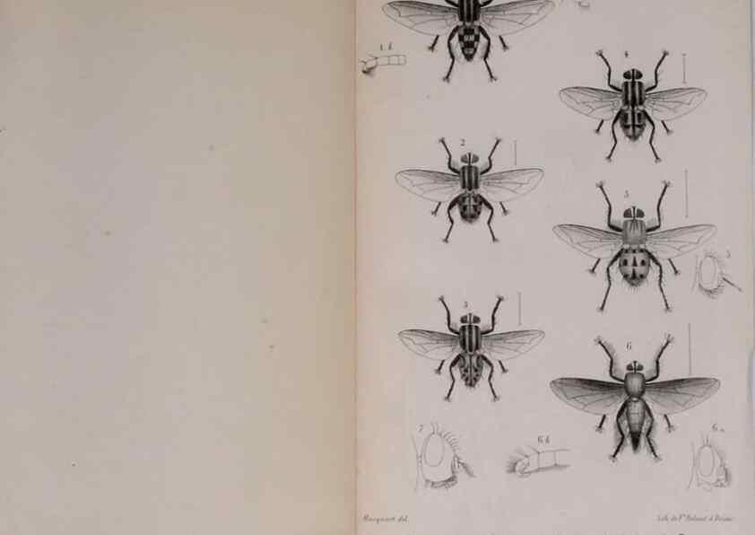 Reproducción/Reproduction 48641980097: Diptères exotiques nouveaux ou peu connus. Paris :Roret,1838-[43]. 