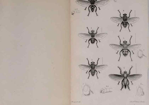 Reproducción/Reproduction 48641980097: Diptères exotiques nouveaux ou peu connus. Paris :Roret,1838-[43]. 