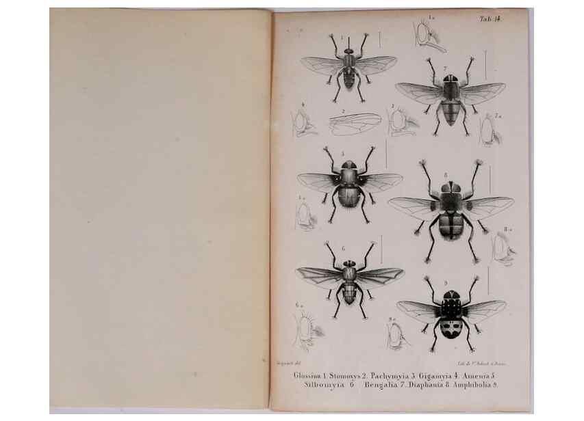 Reproducción/Reproduction 48641980367: Diptères exotiques nouveaux ou peu connus. Paris :Roret,1838-[43]. 