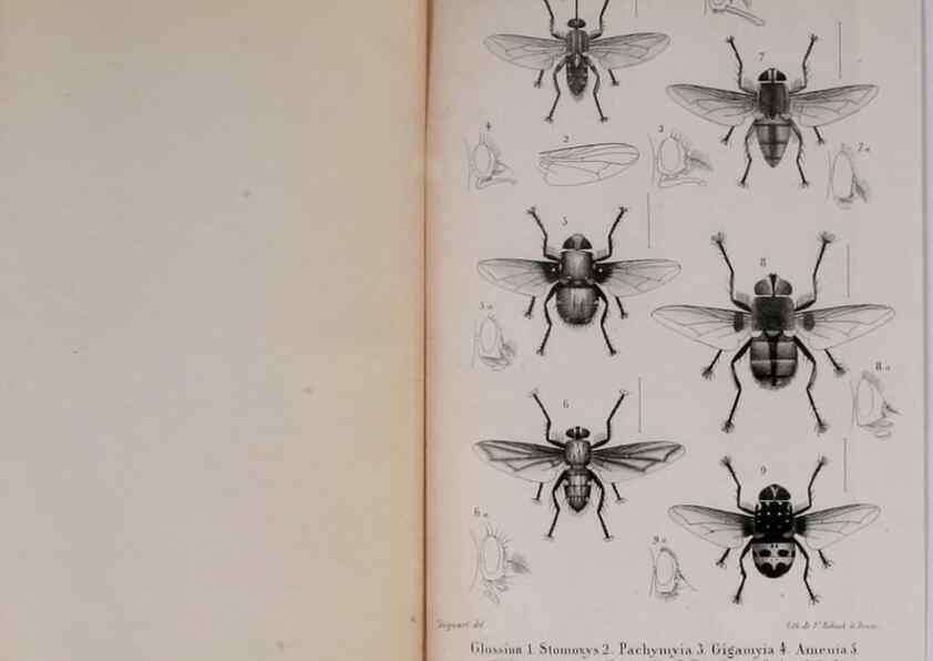 Reproducción/Reproduction 48641980367: Diptères exotiques nouveaux ou peu connus. Paris :Roret,1838-[43]. 