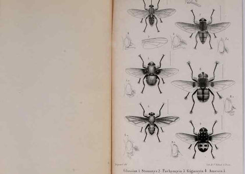 Reproducción/Reproduction 48641980367: Diptères exotiques nouveaux ou peu connus. Paris :Roret,1838-[43]. 