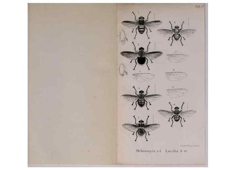 Reproducción/Reproduction 48641981227: Diptères exotiques nouveaux ou peu connus. Paris :Roret,1838-[43]. 