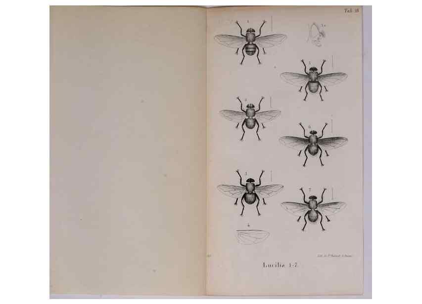 Reproducción/Reproduction 48641838726: Diptères exotiques nouveaux ou peu connus. Paris :Roret,1838-[43]. 