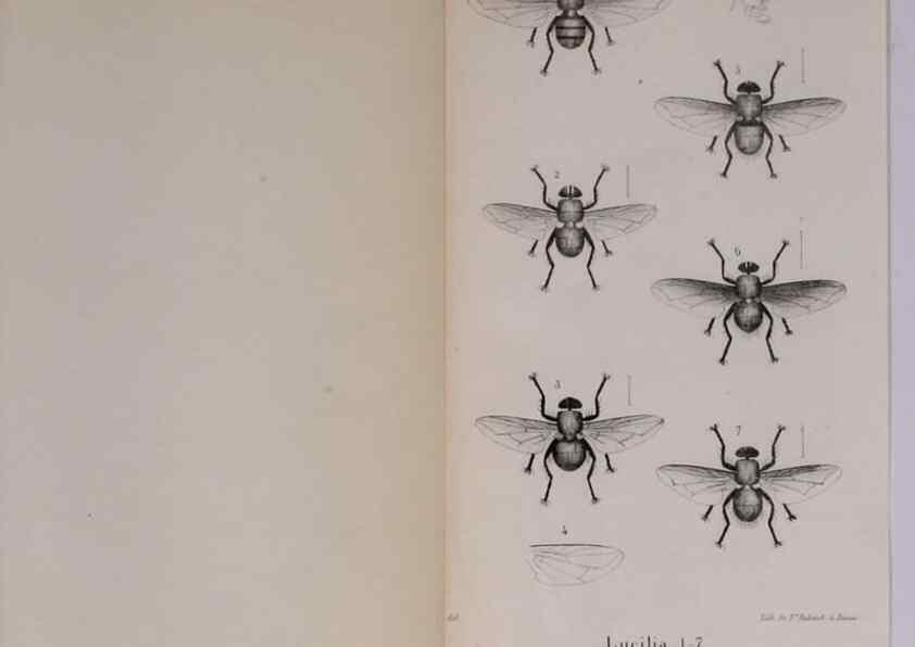 Reproducción/Reproduction 48641838726: Diptères exotiques nouveaux ou peu connus. Paris :Roret,1838-[43]. 