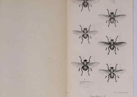 Reproducción/Reproduction 48641838726: Diptères exotiques nouveaux ou peu connus. Paris :Roret,1838-[43]. 