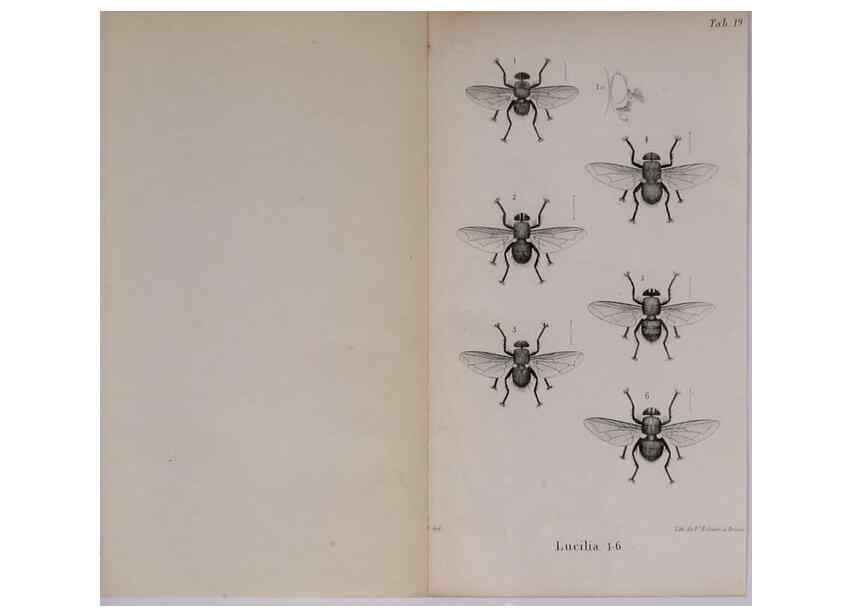 Reproducción/Reproduction 48641981747: Diptères exotiques nouveaux ou peu connus. Paris :Roret,1838-[43]. 