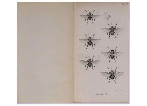Reproducción/Reproduction 48641981747: Diptères exotiques nouveaux ou peu connus. Paris :Roret,1838-[43]. 