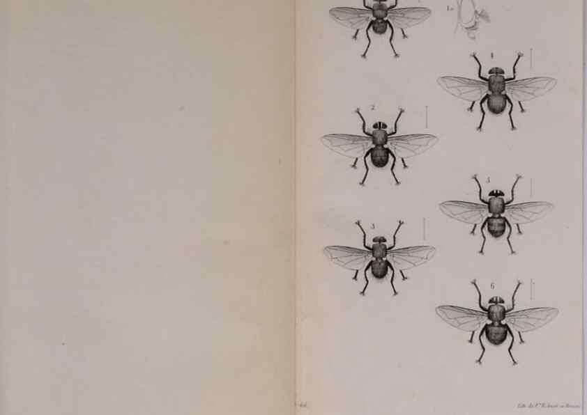 Reproducción/Reproduction 48641981747: Diptères exotiques nouveaux ou peu connus. Paris :Roret,1838-[43]. 