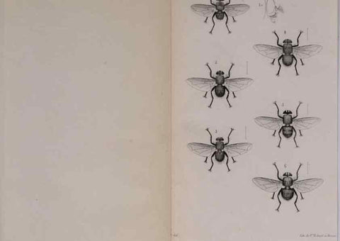 Reproducción/Reproduction 48641981747: Diptères exotiques nouveaux ou peu connus. Paris :Roret,1838-[43]. 