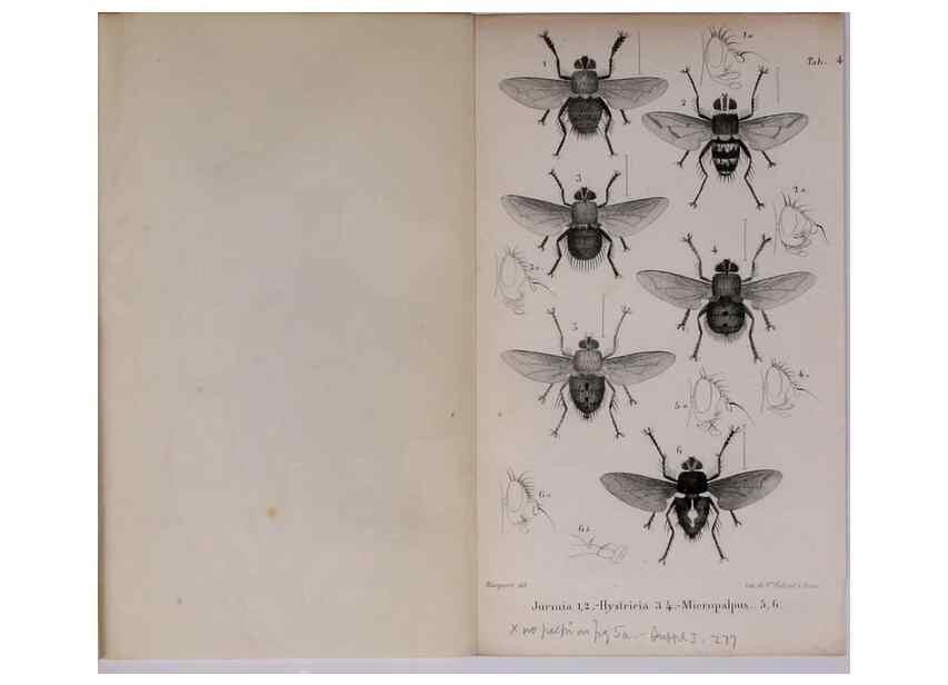 Reproducción/Reproduction 48641977882: Diptères exotiques nouveaux ou peu connus. Paris :Roret,1838-[43]. 