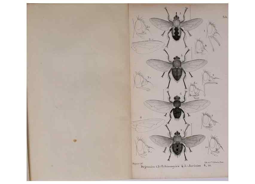 Reproducción/Reproduction 48641977682: Diptères exotiques nouveaux ou peu connus. Paris :Roret,1838-[43]. 