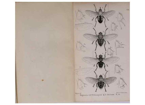 Reproducción/Reproduction 48641977682: Diptères exotiques nouveaux ou peu connus. Paris :Roret,1838-[43]. 