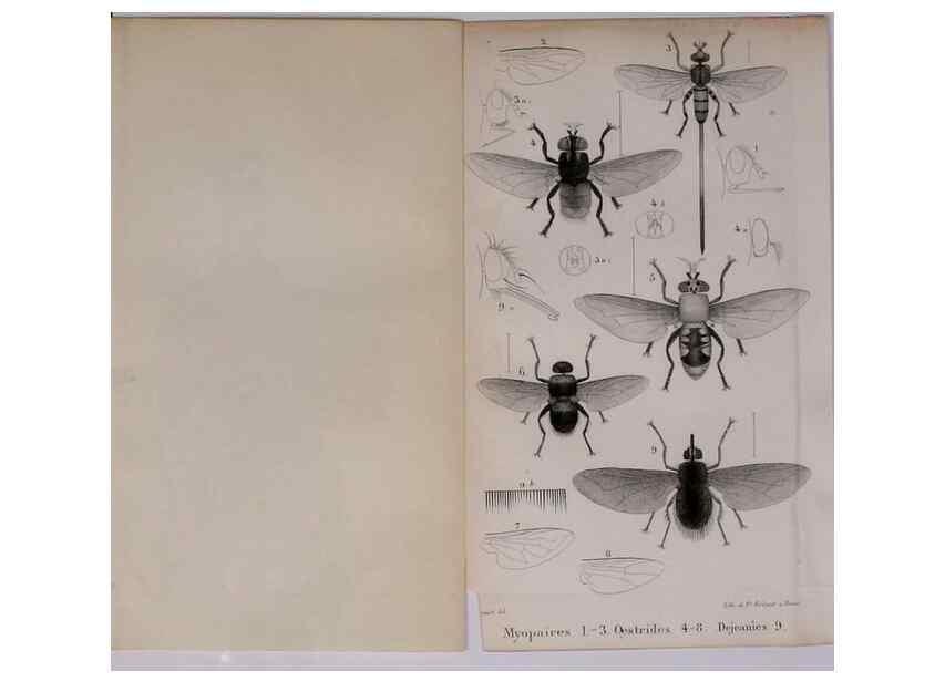 Reproducción/Reproduction 48641834821: Diptères exotiques nouveaux ou peu connus. Paris :Roret,1838-[43]. 