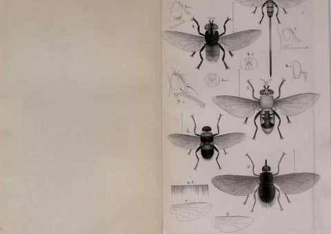 Reproducción/Reproduction 48641834821: Diptères exotiques nouveaux ou peu connus. Paris :Roret,1838-[43]. 