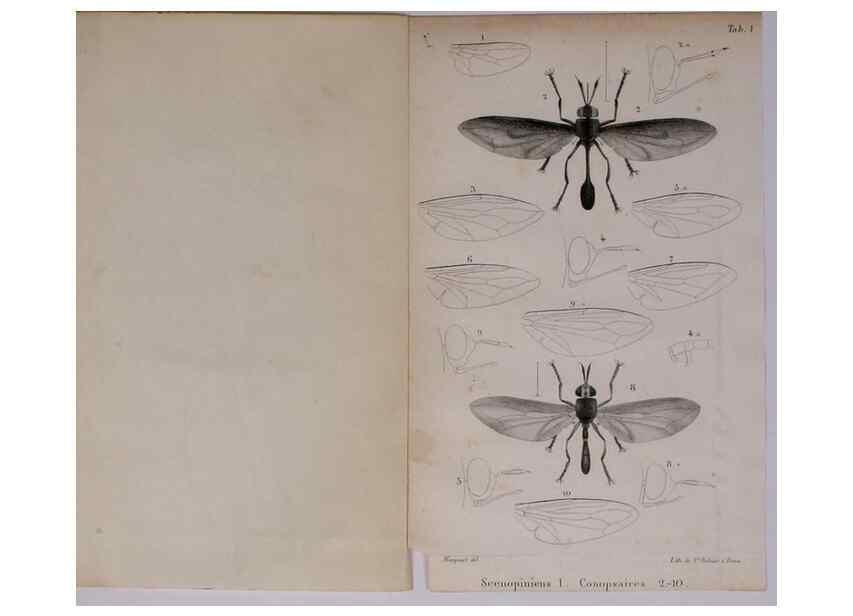 Reproducción/Reproduction 48641834561: Diptères exotiques nouveaux ou peu connus. Paris :Roret,1838-[43]. 
