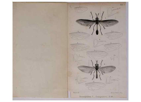Reproducción/Reproduction 48641834561: Diptères exotiques nouveaux ou peu connus. Paris :Roret,1838-[43]. 