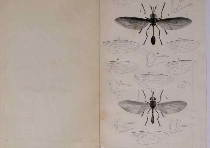 Reproducción/Reproduction 48641834561: Diptères exotiques nouveaux ou peu connus. Paris :Roret,1838-[43]. 
