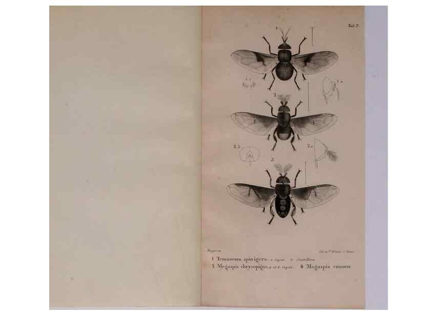 Reproducción/Reproduction 48641478778: Diptères exotiques nouveaux ou peu connus. Paris :Roret,1838-[43]. 