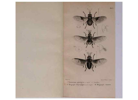 Reproducción/Reproduction 48641478778: Diptères exotiques nouveaux ou peu connus. Paris :Roret,1838-[43]. 
