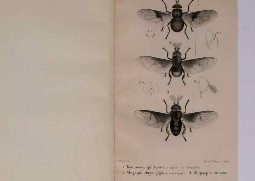 Reproducción/Reproduction 48641478778: Diptères exotiques nouveaux ou peu connus. Paris :Roret,1838-[43]. 