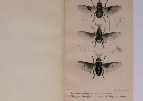 Reproducción/Reproduction 48641478778: Diptères exotiques nouveaux ou peu connus. Paris :Roret,1838-[43]. 