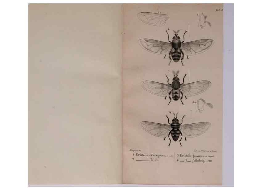 Reproducción/Reproduction 48641830936: Diptères exotiques nouveaux ou peu connus. Paris :Roret,1838-[43]. 
