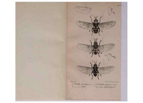 Reproducción/Reproduction 48641830936: Diptères exotiques nouveaux ou peu connus. Paris :Roret,1838-[43]. 