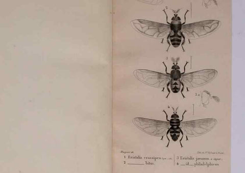 Reproducción/Reproduction 48641830936: Diptères exotiques nouveaux ou peu connus. Paris :Roret,1838-[43]. 