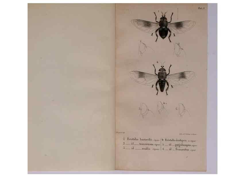 Reproducción/Reproduction 48641479148: Diptères exotiques nouveaux ou peu connus. Paris :Roret,1838-[43]. 