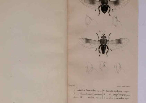 Reproducción/Reproduction 48641479148: Diptères exotiques nouveaux ou peu connus. Paris :Roret,1838-[43]. 