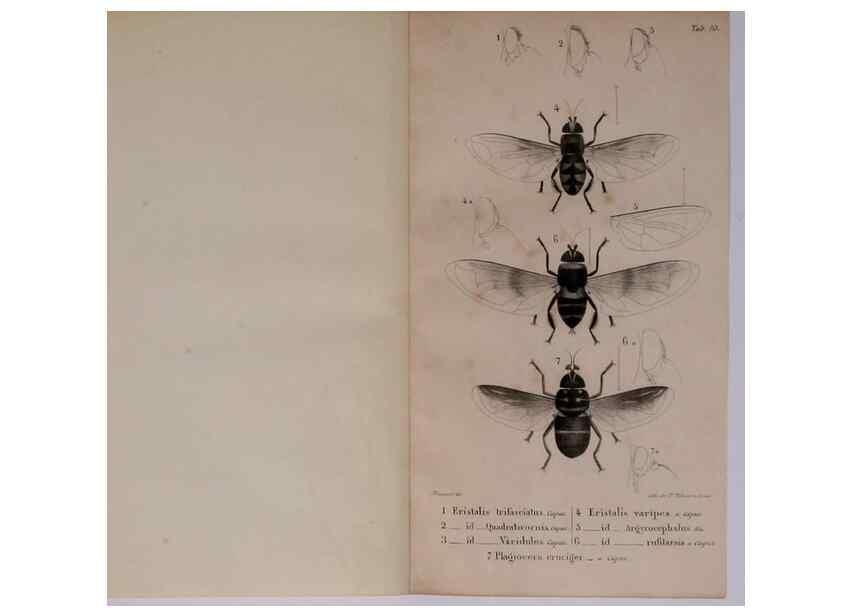 Reproducción/Reproduction 48641479363: Diptères exotiques nouveaux ou peu connus. Paris :Roret,1838-[43]. 