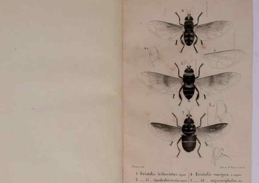 Reproducción/Reproduction 48641479363: Diptères exotiques nouveaux ou peu connus. Paris :Roret,1838-[43]. 